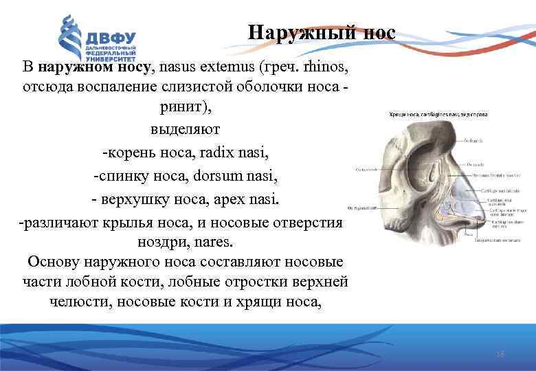 Наружный нос В наружном носу, nasus extemus (греч. rhinos, отсюда воспаление слизистой оболочки носа