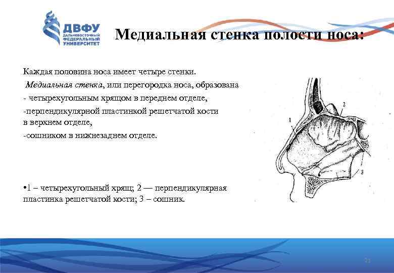 Медиальная стенка полости носа: Каждая половина носа имеет четыре стенки. Медиальная стенка, или перегородка