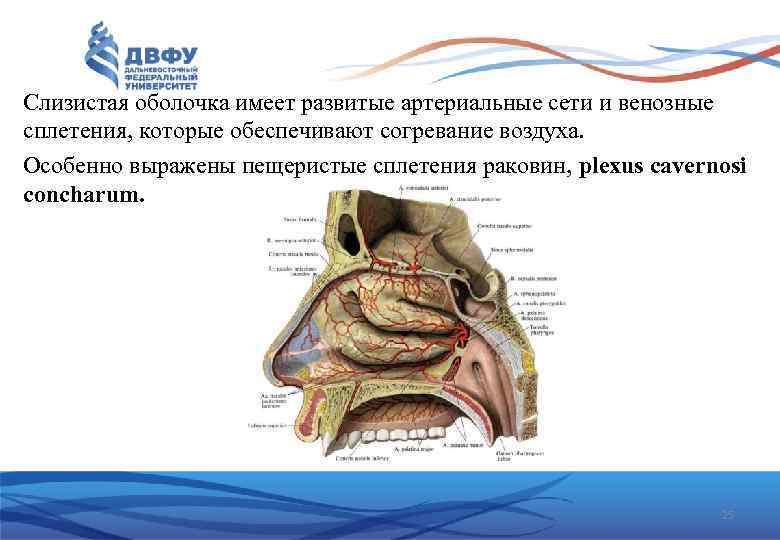 Слизистая оболочка имеет развитые артериальные сети и венозные сплетения, которые обеспечивают согревание воздуха. Особенно