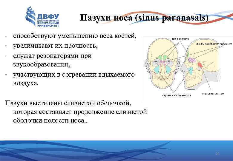 Пазухи носа (sinus paranasals) - способствуют уменьшению веса костей, - увеличивают их прочность, -