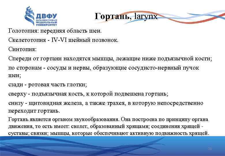 Гортань, larynx Голотопия: передняя область шеи. Скелетотопия - IV-VI шейный позвонок. Синтопия: Спереди от