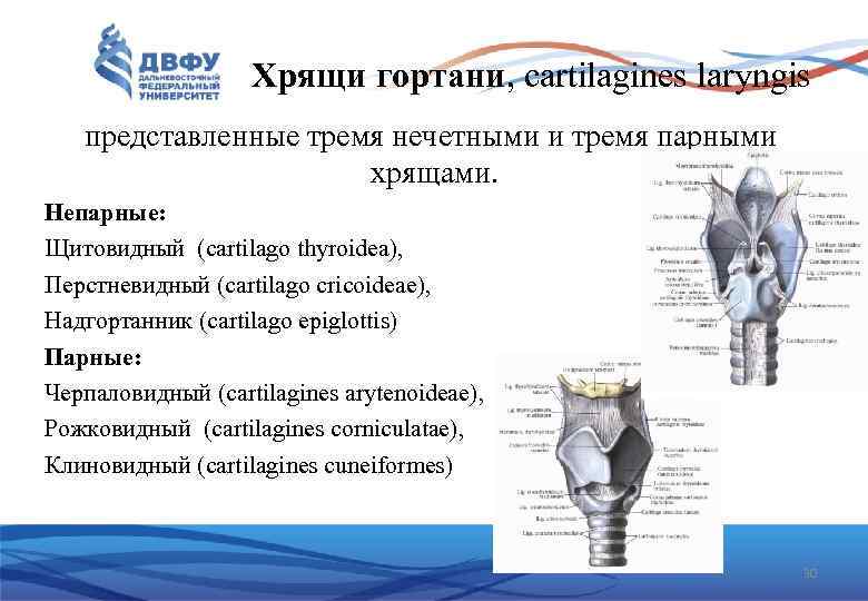 Хрящи гортани, cartilagines laryngis представленные тремя нечетными и тремя парными хрящами. Непарные: Щитовидный (cartilago