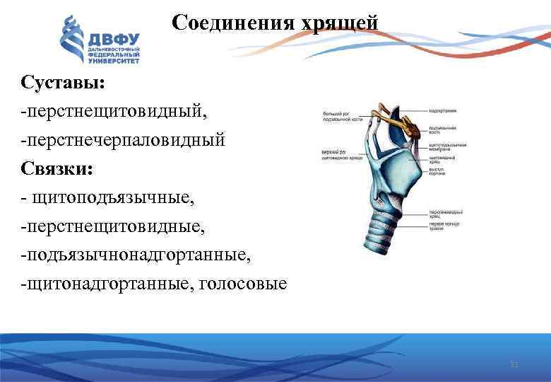 Соединения хрящей Суставы: -перстнещитовидный, -перстнечерпаловидный Связки: - щитоподъязычные, -перстнещитовидные, -подъязычнонадгортанные, -щитонадгортанные, голосовые 31 