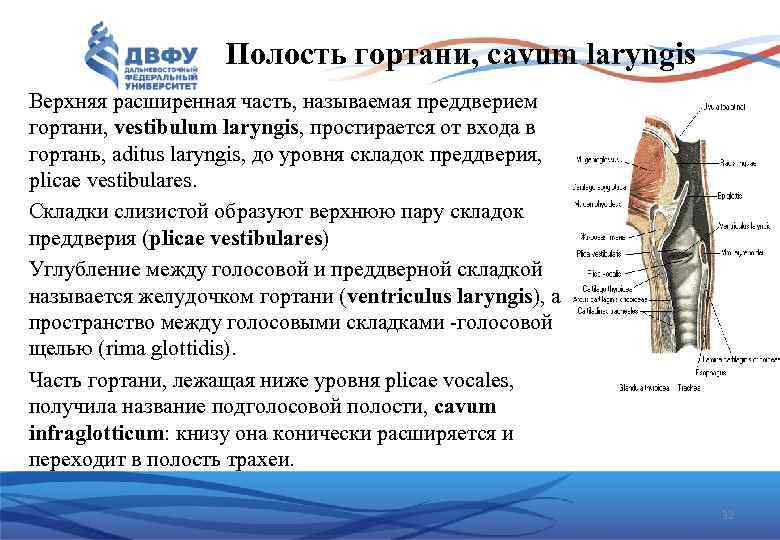 Полость гортани, cavum laryngis Верхняя расширенная часть, называемая преддверием гортани, vestibulum laryngis, простирается от