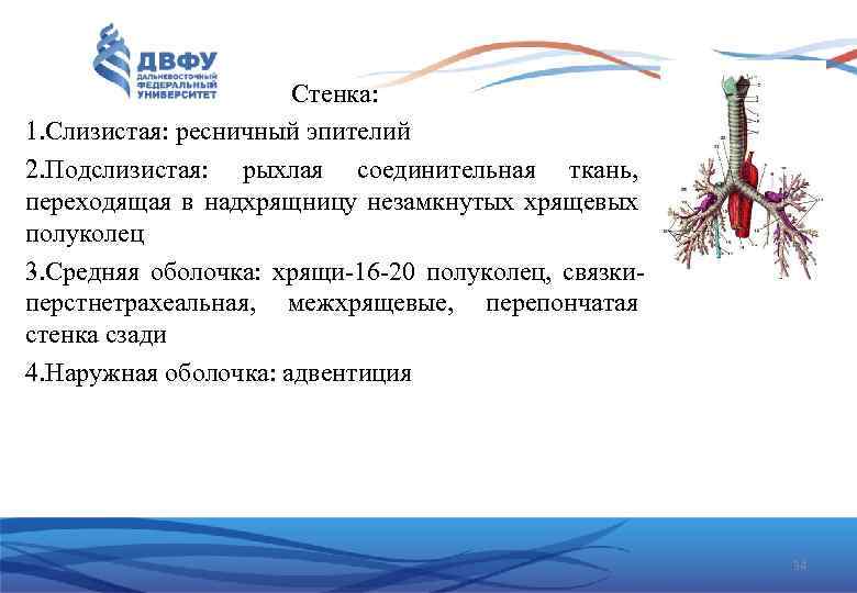 Стенка: 1. Слизистая: ресничный эпителий 2. Подслизистая: рыхлая соединительная ткань, переходящая в надхрящницу незамкнутых