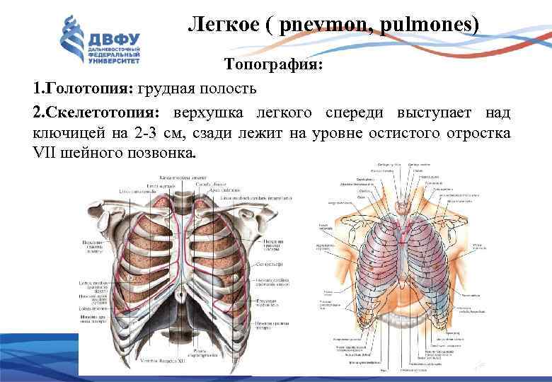 Легкое ( pnevmon, pulmones) Топография: 1. Голотопия: грудная полость 2. Скелетотопия: верхушка легкого спереди