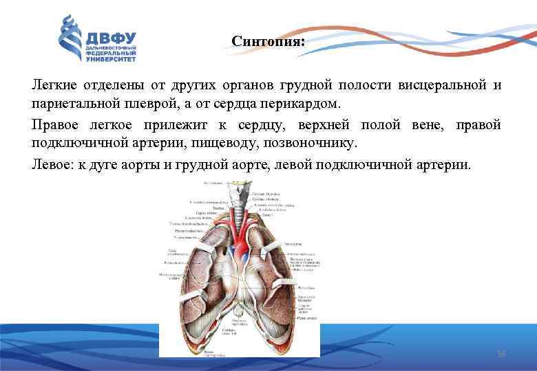 Синтопия: Легкие отделены от других органов грудной полости висцеральной и париетальной плеврой, а от