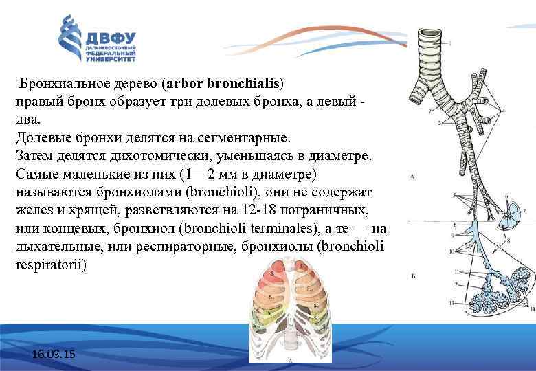  Бронхиальное дерево (arbor bronchialis) правый бронх образует три долевых бронха, а левый -