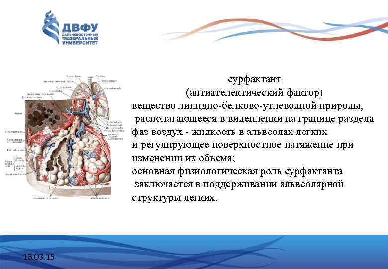 сурфактант (антиателектический фактор) вещество липидно-белково-утлеводной природы, располагающееся в видепленки на границе раздела фаз воздух