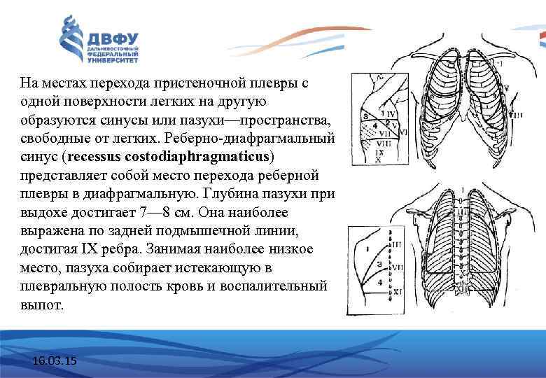 На местах перехода пристеночной плевры с одной поверхности легких на другую образуются синусы или