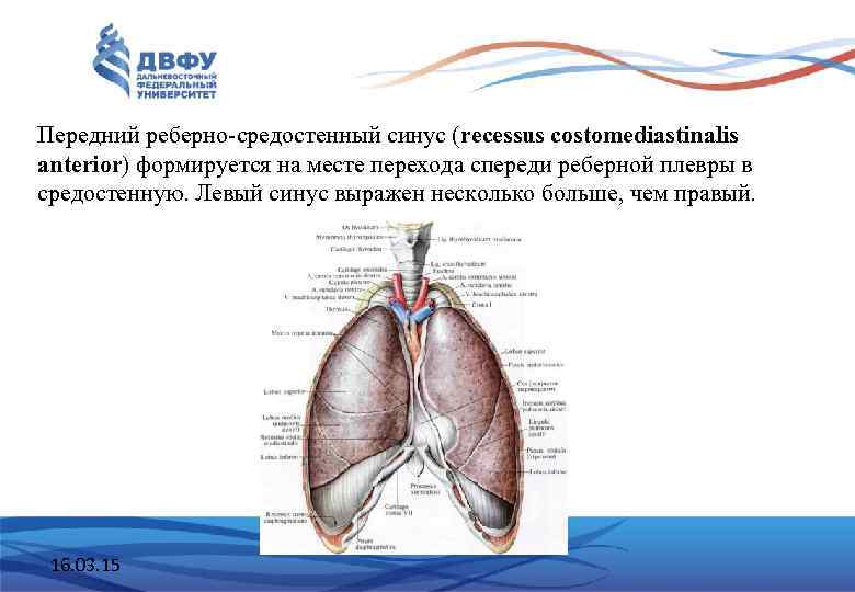 Передний реберно-средостенный синус (recessus costomediastinalis anterior) формируется на месте перехода спереди реберной плевры в