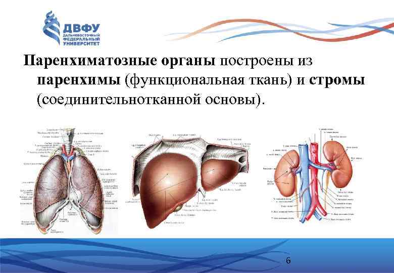 Паренхиматозные органы построены из паренхимы (функциональная ткань) и стромы (соединительнотканной основы). 6 