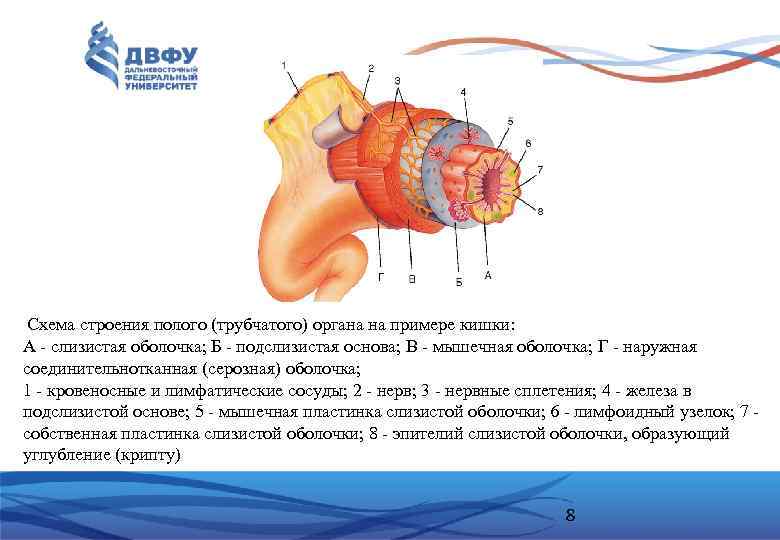  Схема строения полого (трубчатого) органа на примере кишки: А - слизистая оболочка; Б