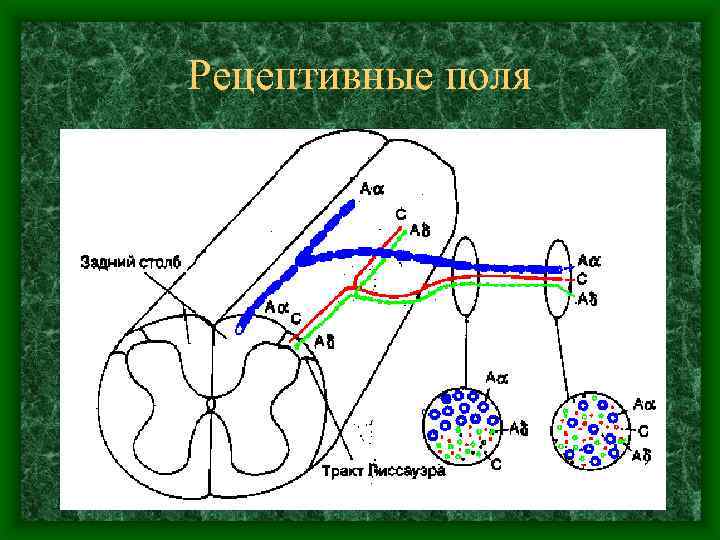 Рецептивные поля 