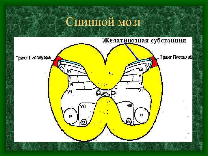 Спинной мозг Желатинозная субстанция 
