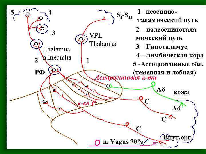 5 4 3 Thalamus 2 n. medialis РФ SI-SII 1 –неоспиноталамический путь 2 –