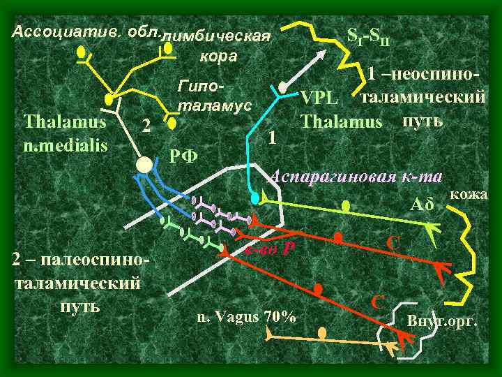 Ассоциатив. обл. лимбическая кора Thalamus n. medialis 2 2 – палеоспиноталамический путь Гипоталамус РФ
