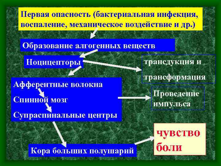 Первая опасность (бактериальная инфекция, воспаление, механическое воздействие и др. ) Образование алгогенных веществ Ноцицепторы