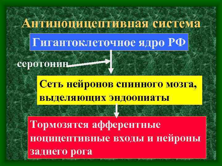 Антиноцицептивная система Гигантоклеточное ядро РФ серотонин Сеть нейронов спинного мозга, выделяющих эндоопиаты Тормозятся афферентные