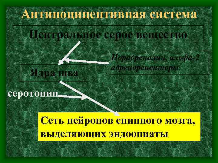Антиноцицептивная система Центральное серое вещество Ядра шва Норадреналин, альфа-2 адренорецепторы серотонин Сеть нейронов спинного
