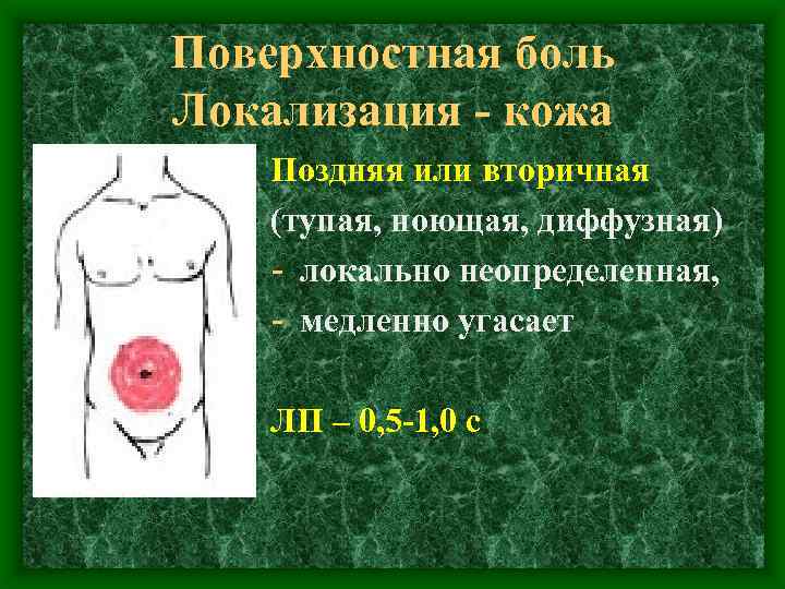 Поверхностная боль Локализация - кожа Поздняя или вторичная (тупая, ноющая, диффузная) - локально неопределенная,