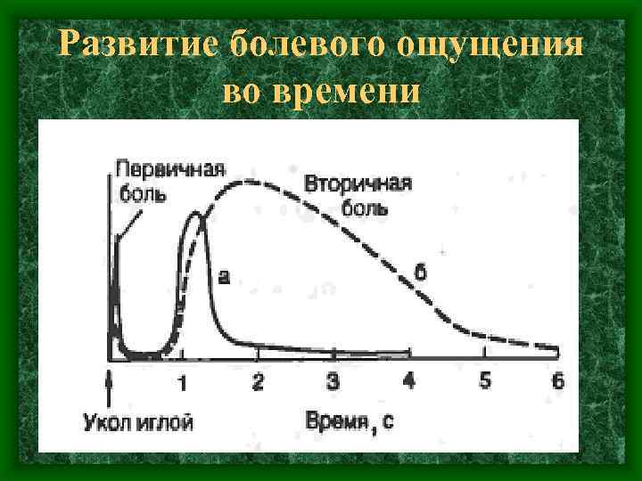 Развитие болевого ощущения во времени 
