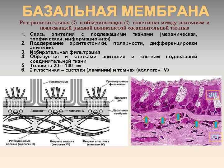 БАЗАЛЬНАЯ МЕМБРАНА Разграничительная (!) и объединяющая (!) пластинка между эпителием и подлежащей рыхлой волокнистой