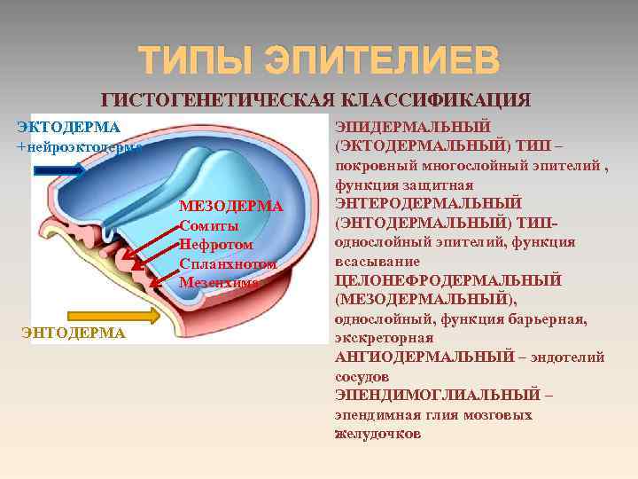 ТИПЫ ЭПИТЕЛИЕВ ГИСТОГЕНЕТИЧЕСКАЯ КЛАССИФИКАЦИЯ ЭКТОДЕРМА +нейроэктодерма МЕЗОДЕРМА Сомиты Нефротом Спланхнотом Мезенхима ЭНТОДЕРМА ЭПИДЕРМАЛЬНЫЙ (ЭКТОДЕРМАЛЬНЫЙ)