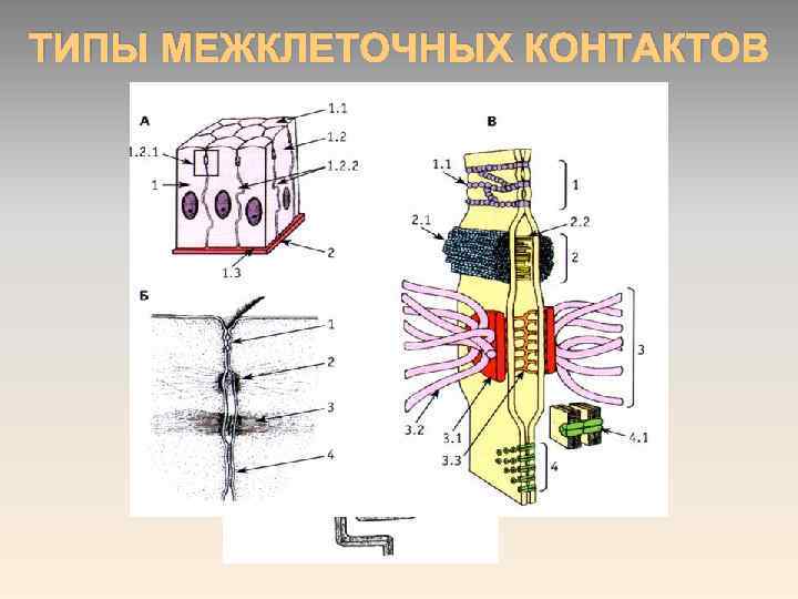 ТИПЫ МЕЖКЛЕТОЧНЫХ КОНТАКТОВ 