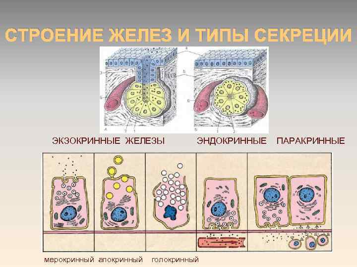 СТРОЕНИЕ ЖЕЛЕЗ И ТИПЫ СЕКРЕЦИИ ЭКЗОКРИННЫЕ ЖЕЛЕЗЫ мерокринный апокринный ЭНДОКРИННЫЕ голокринный ПАРАКРИННЫЕ 