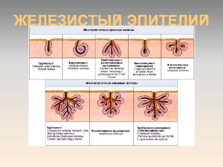 ЖЕЛЕЗИСТЫЙ ЭПИТЕЛИЙ 