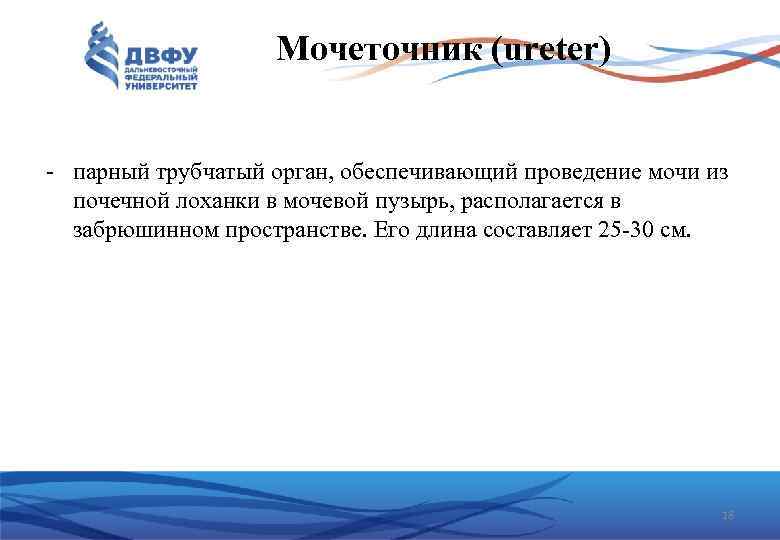 Мочеточник (ureter) парный трубчатый орган, обеспечивающий проведение мочи из почечной лоханки в мочевой пузырь,