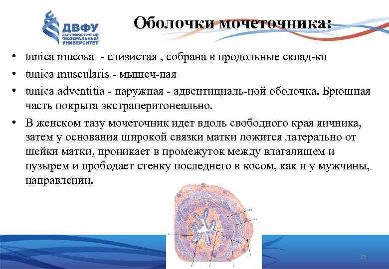 Оболочки мочеточника: • tunica mucosa слизистая , собрана в продольные склад ки • tunica