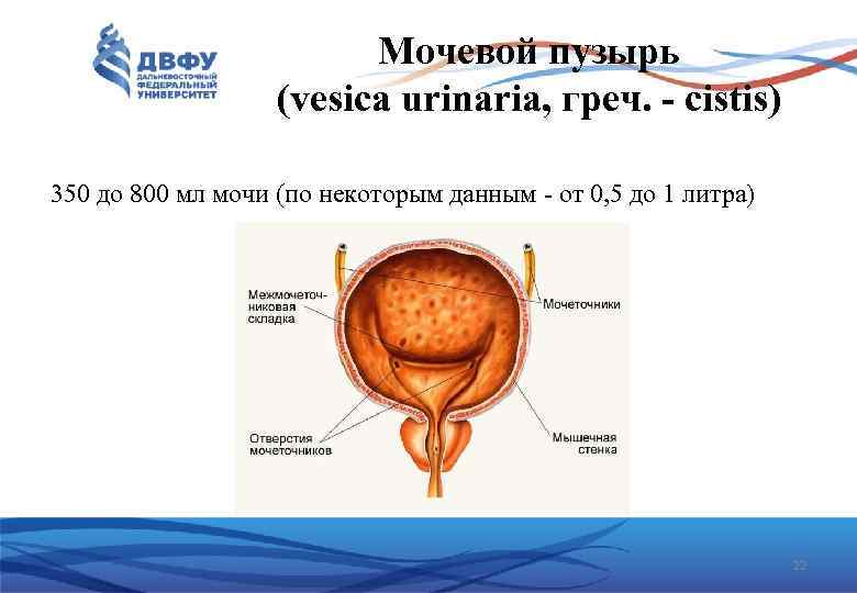 Мочевой пузырь (vesica urinaria, греч. cistis) 350 до 800 мл мочи (по некоторым данным