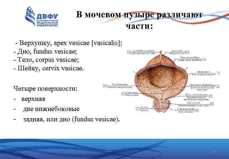 В мочевом пузыре различают части: Верхушку, apex vesicae [vasicalis]; Дно, fundus vesicae; Тело, corpus