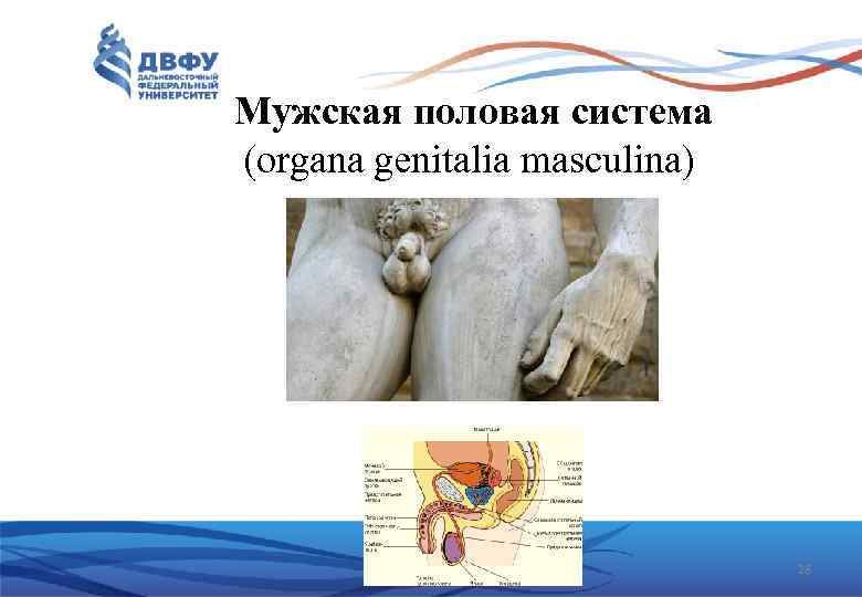 Мужская половая система (organa genitalia masculina) 28 