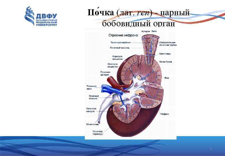 По чка (лат. ren) парный бобовидный орган 3 