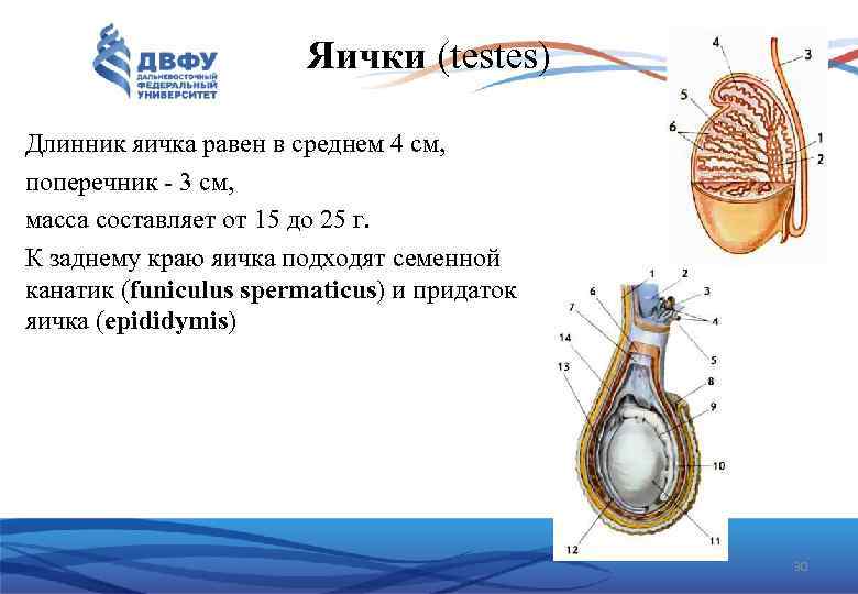 Яички (testes) Длинник яичка равен в среднем 4 см, поперечник 3 см, масса составляет