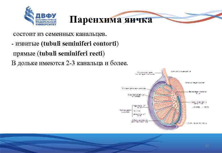 Паренхима яичка состоит из семенных канальцев. извитые (tubuli seminiferi contorti) прямые (tubuli seminiferi recti)