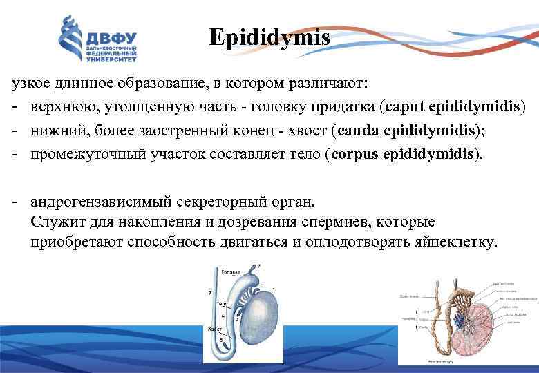 Epididymis узкое длинное образование, в котором различают: верхнюю, утолщенную часть головку придатка (caput epididymidis)