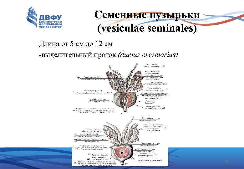 Семенные пузырьки (vesiculae seminales) Длина от 5 см до 12 см выделительный проток (ductus