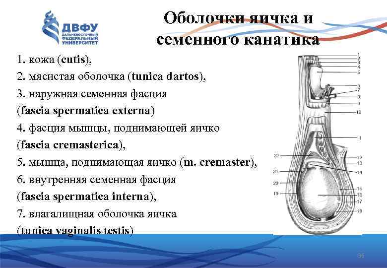 Оболочки яичка и семенного канатика 1. кожа (cutis), 2. мясистая оболочка (tunica dartos), 3.