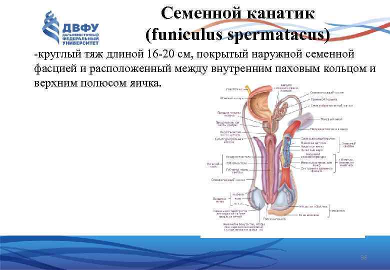 Семенной канатик (funiculus spermatacus) круглый тяж длиной 16 20 см, покрытый наружной семенной фасцией