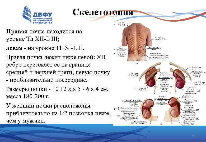 Скелетотопия Правая почка находится на уровне Th XII L III; левая на уровне Th