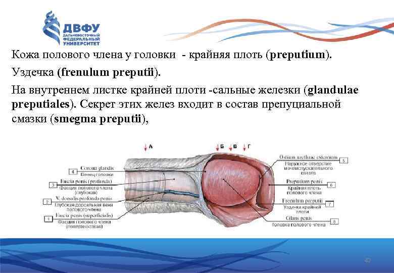 Кожа полового члена у головки крайняя плоть (preputium). Уздечка (frenulum preputii). На внутреннем листке