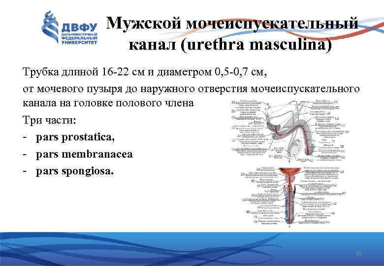 Мужской мочеиспускательный канал (urethra masculina) Трубка длиной 16 22 см и диаметром 0, 5