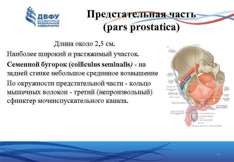 Предстательная часть (pars prostatica) Длина около 2, 5 см. Наиболее широкий и растяжимый участок.