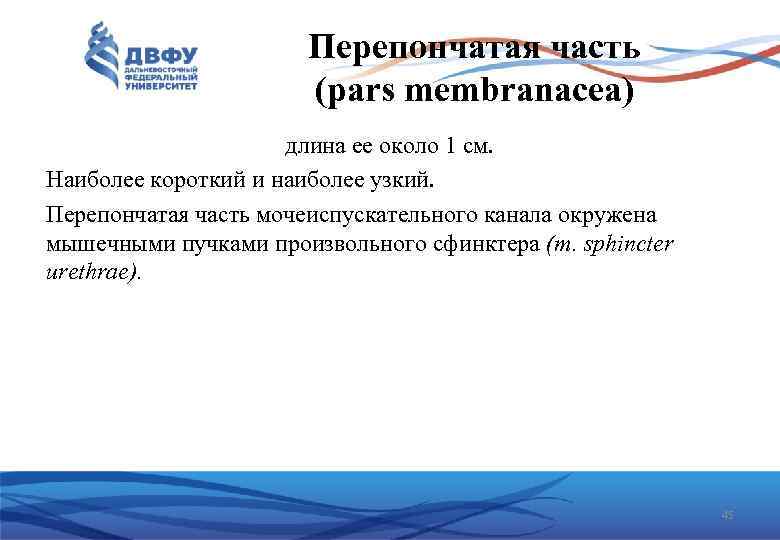 Перепончатая часть (pars membranacea) длина ее около 1 см. Наиболее короткий и наиболее узкий.