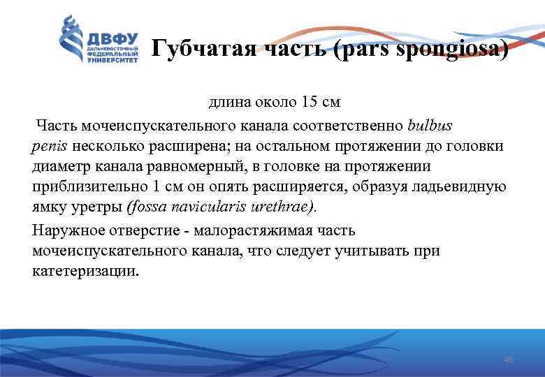 Губчатая часть (pars spongiosa) длина около 15 см Часть мочеиспускательного канала соответственно bulbus penis