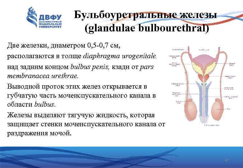 Бульбоуретральные железы (glandulae bulbourethral) Две железки, диаметром 0, 5 0, 7 см, располагаются в